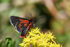 Metardaris cosinga