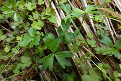 Anemonastrum tenuicaule