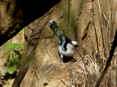 Vanga curvirostris