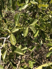 Jasminum didymum