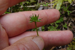 Anemonastrum tenuicaule
