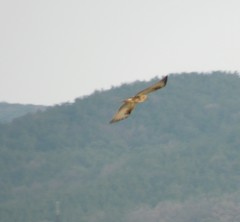 Buteo japonicus