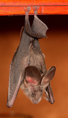 Egyptian Slit-Faced Bat photo 2