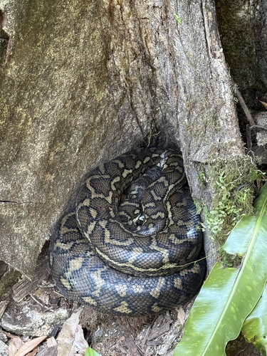 Coastal Carpet Python sighting