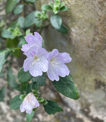 (c) Ioannis Magouras, some rights reserved (CC BY) Strobilanthes tetrasperma, photograph (c) Ioannis Magouras, some rights reserved (CC BY)