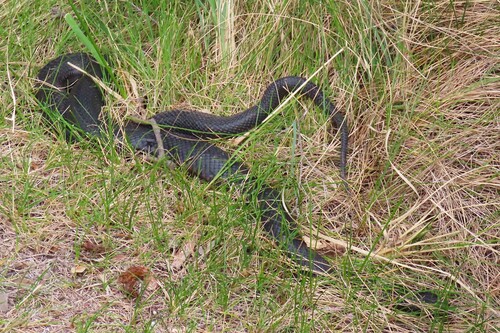 Red-bellied Black Snake sighting