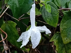 Thunbergia fragrans