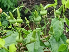 Thunbergia fragrans