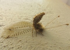 Proctarrelabis capensis