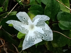 Thunbergia fragrans