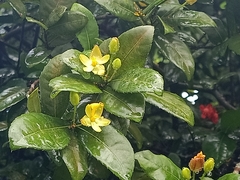 Ochna serrulata