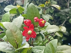 Ochna serrulata