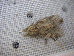 Peridea anceps