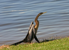 Anhinga novaehollandiae