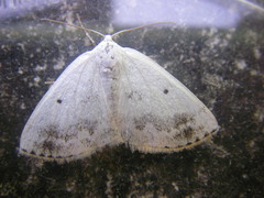 Lomographa temerata
