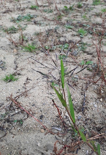 Panicum dichotomiflorum iNat (1)
