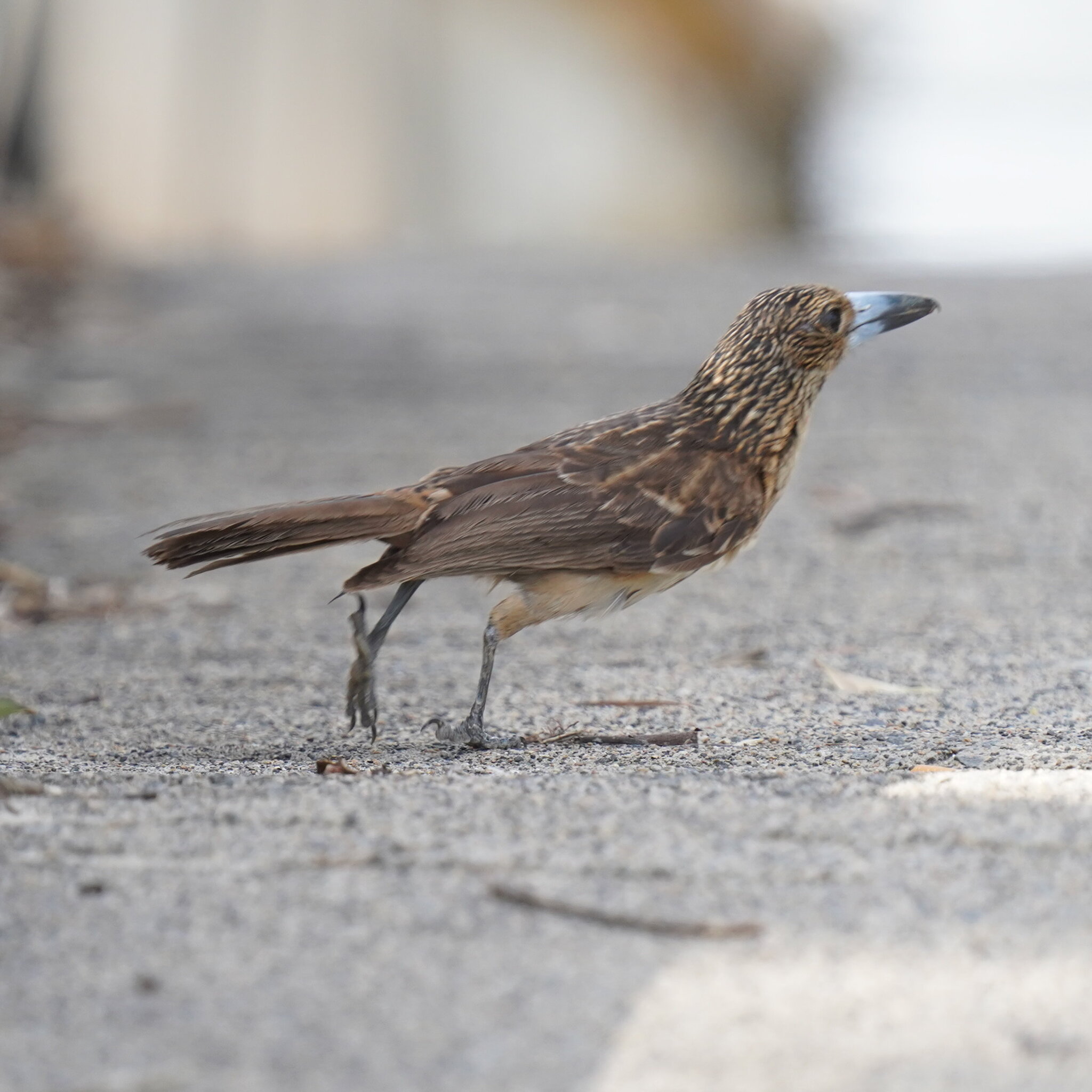 Black Butcherbird (Melloria quoyi)