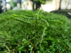 Phyllanthus amarus