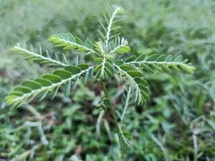 Phyllanthus amarus