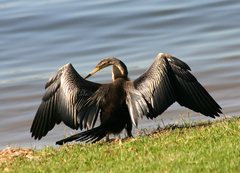Anhinga novaehollandiae