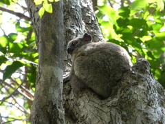 Lepilemur ankaranensis