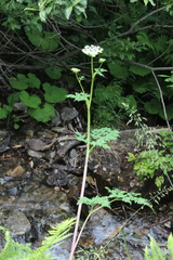 Selinum alatum