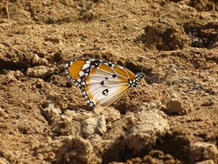 Danaus chrysippus alcippus