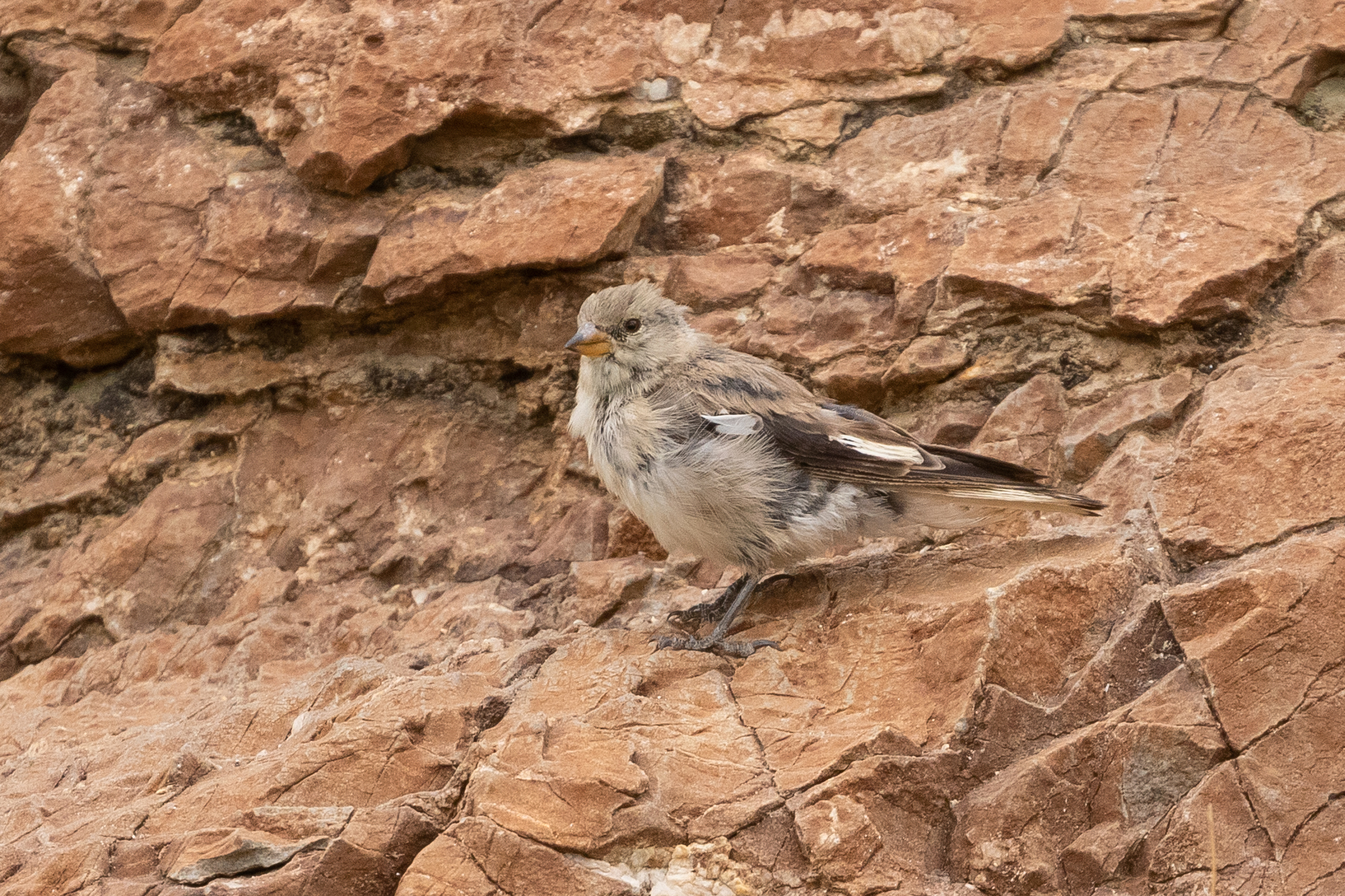 Black-winged Snowfinch (Montifringilla adamsi), photo 10