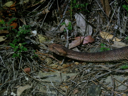 Southern Death Adder sighting