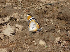Danaus chrysippus alcippus