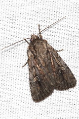 Dichagyris signifera