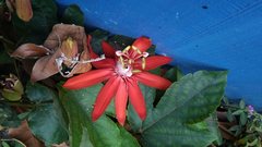 Coccinea