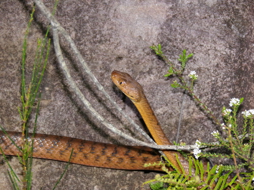 Brown Tree Snake sighting