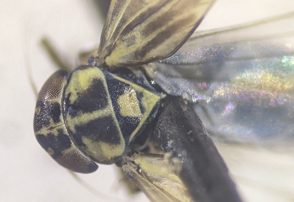 Macrosteles sexnotatus