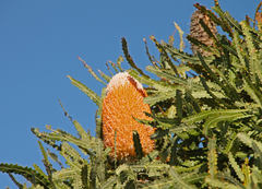 Banksia prionotes