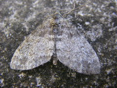Lobophora halterata