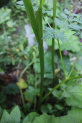 Selinum alatum