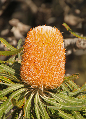 Banksia prionotes