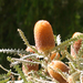 Banksia prionotes - Photo (c) Klaus Bohn, algunos derechos reservados (CC BY-NC), subido por Klaus Bohn