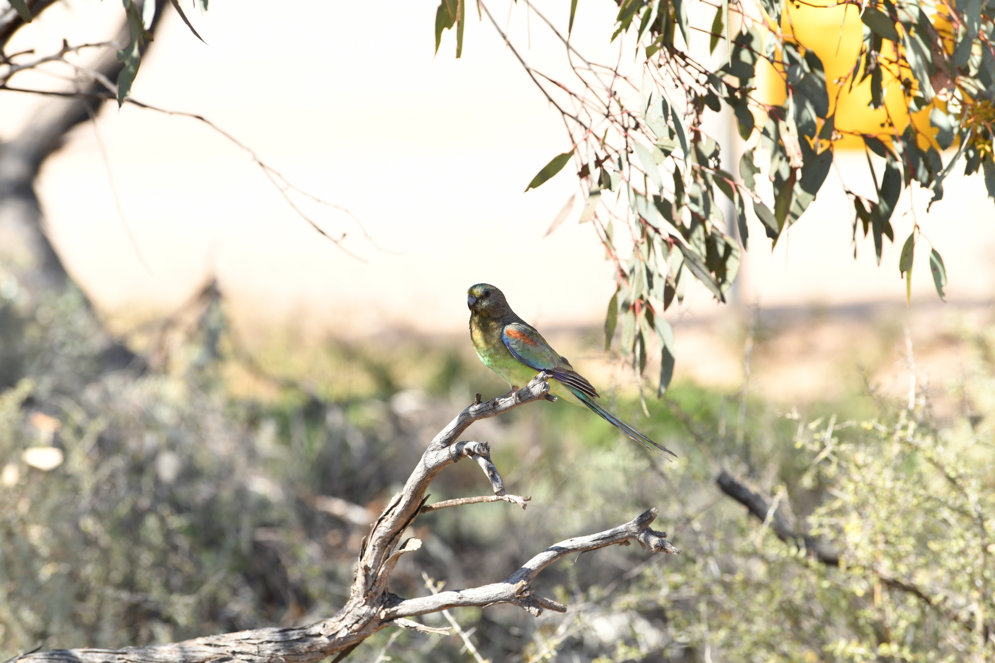 Mulga Parrot illustration