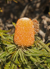 Banksia prionotes