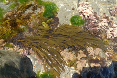 Dictyota kunthii