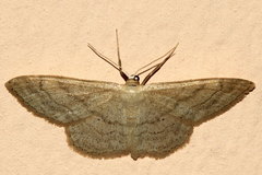 Idaea deversaria