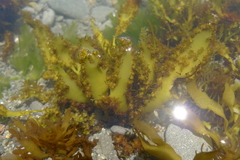 Sarcothalia decipiens