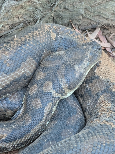 Coastal Carpet Python sighting