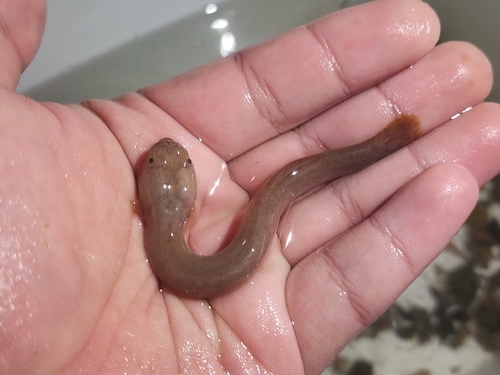 Luciogobius grandis