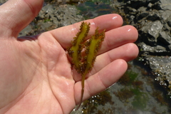 Sarcothalia decipiens