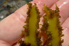 Sarcothalia decipiens