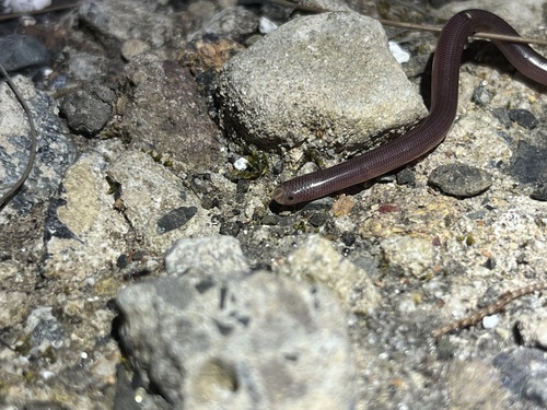 Blackish Blind Snake sighting