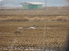 Hydropotes inermis argyropus